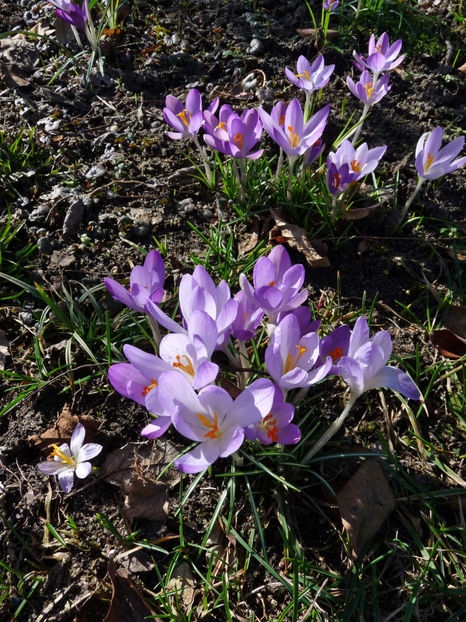  - Crocusi - Branduse