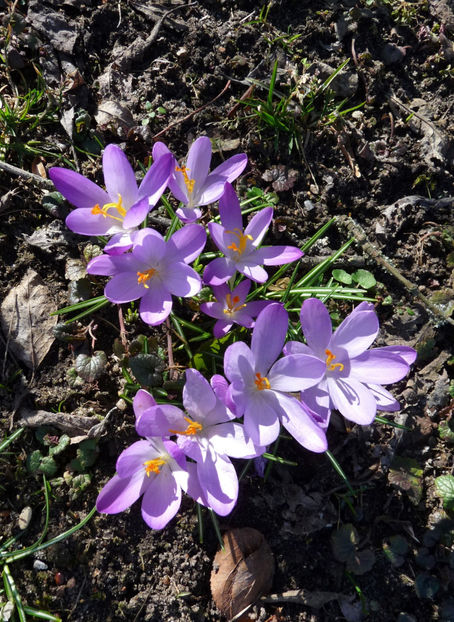  - Crocusi - Branduse