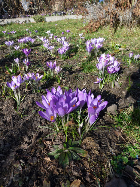  - Crocusi - Branduse