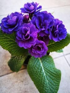 Primula dubla mov - 0 0 2022
