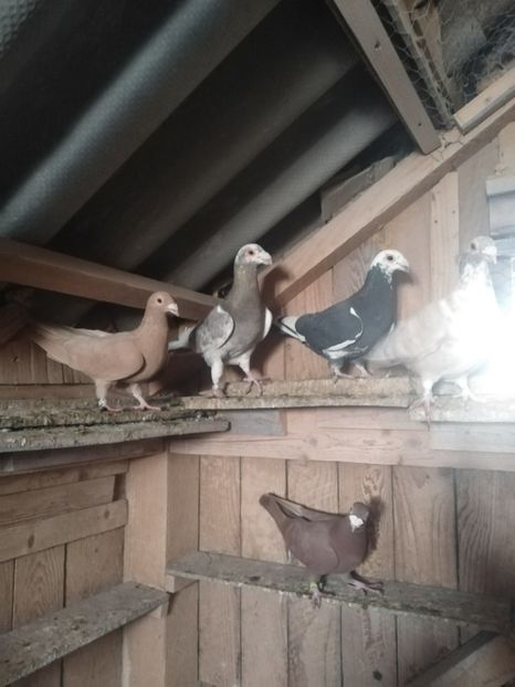  - Voiajori ornament 2022