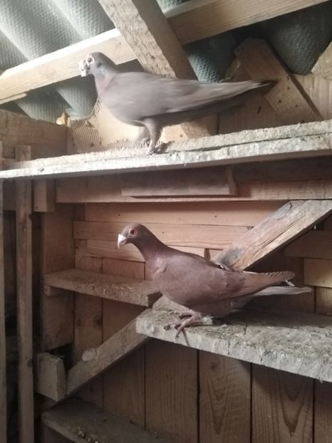  - Voiajori ornament 2022