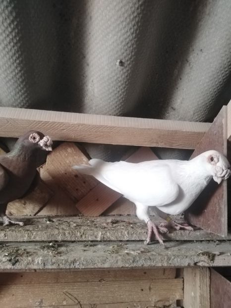  - Voiajori ornament 2022