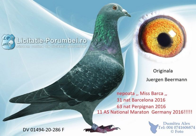  - Willy Cokelaere - Belg-2021