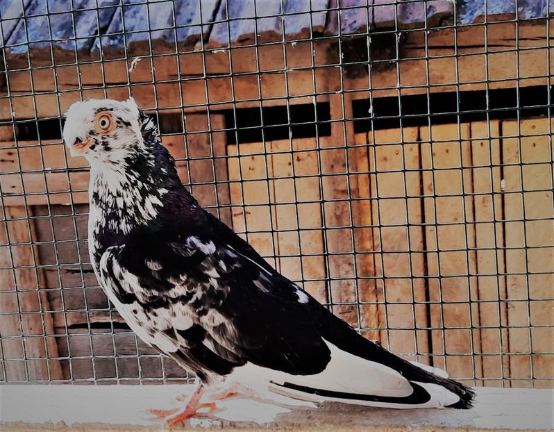 mascul  2021 - A - perechi 2022