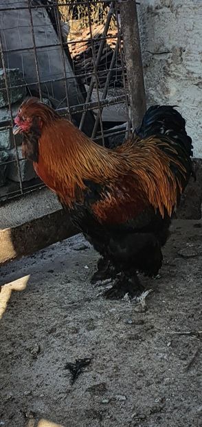  - Gaini motate barboase