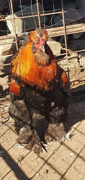  - Gaini motate barboase