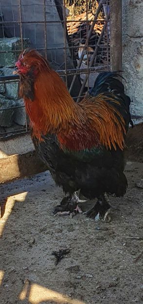  - Gaini motate barboase