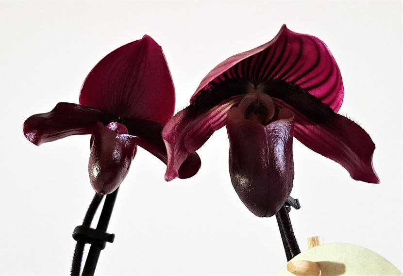  - Paphiopedilum
