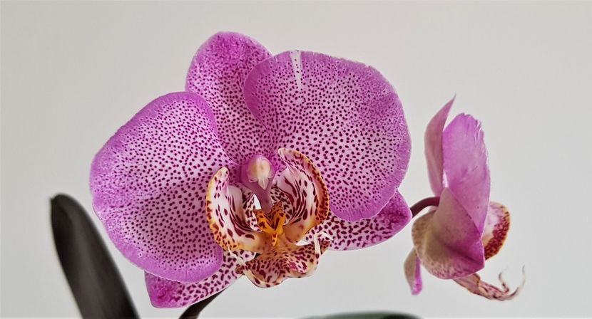 Manhattan- keiki - Phalaenopsis 2