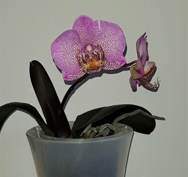  - Phalaenopsis 2