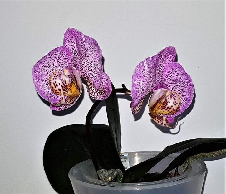  - Phalaenopsis 2