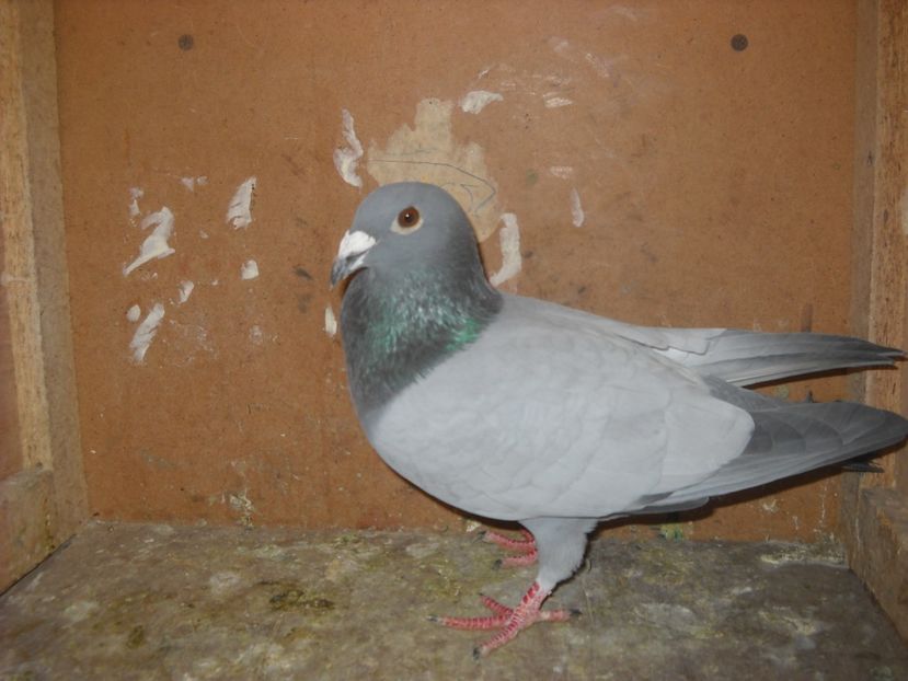  - PORUMBEI VANDUTI 2