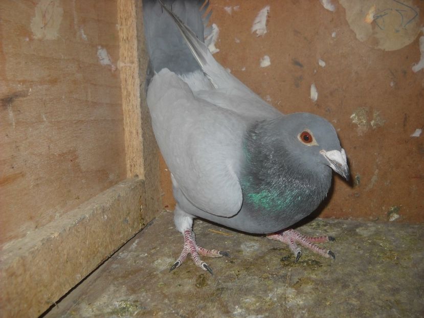  - PORUMBEI VANDUTI 2