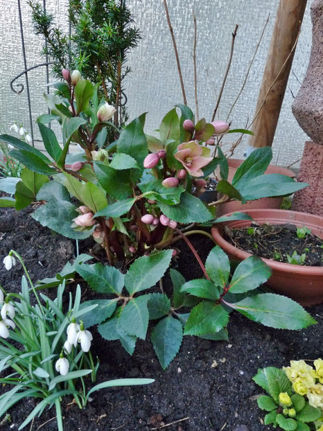  - Helleborus - Spanz