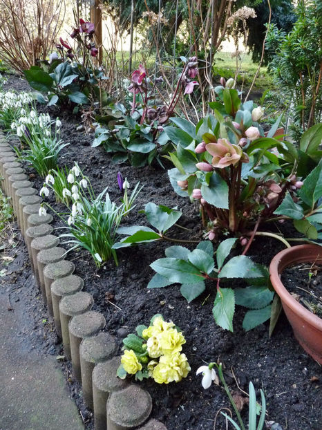  - Helleborus - Spanz