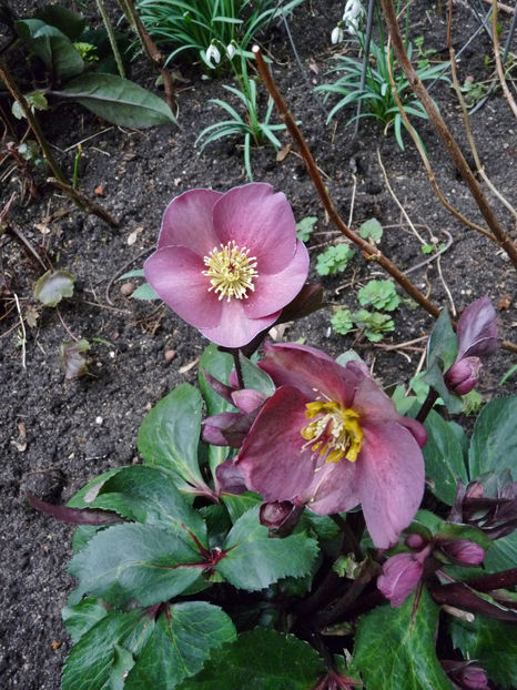  - Helleborus - Spanz