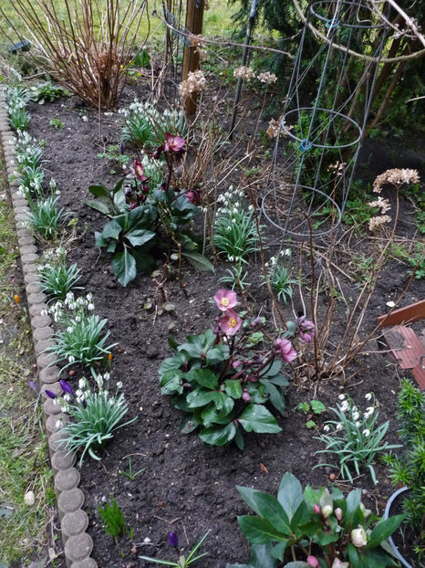  - Helleborus - Spanz