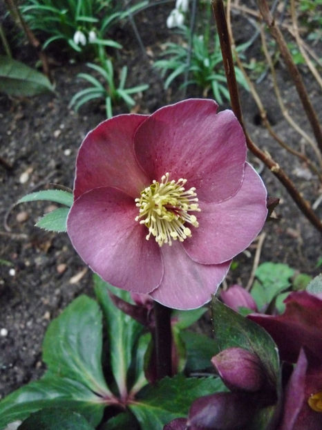  - Helleborus - Spanz