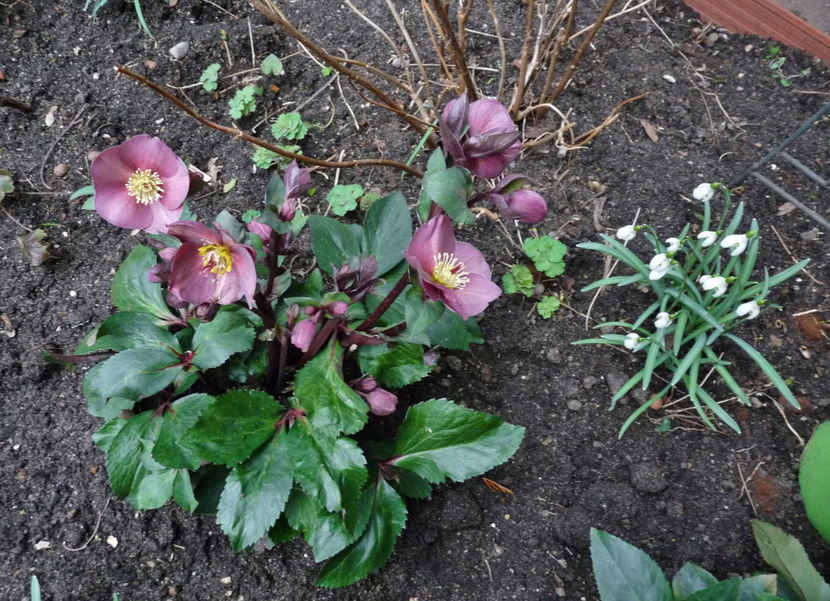  - Helleborus - Spanz
