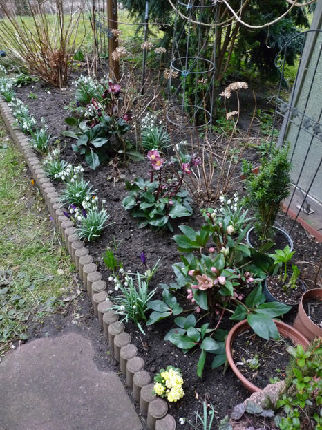  - Helleborus - Spanz