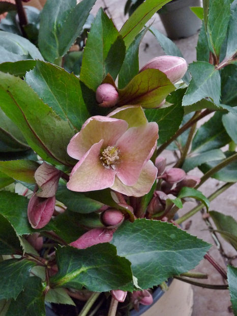  - Helleborus - Spanz