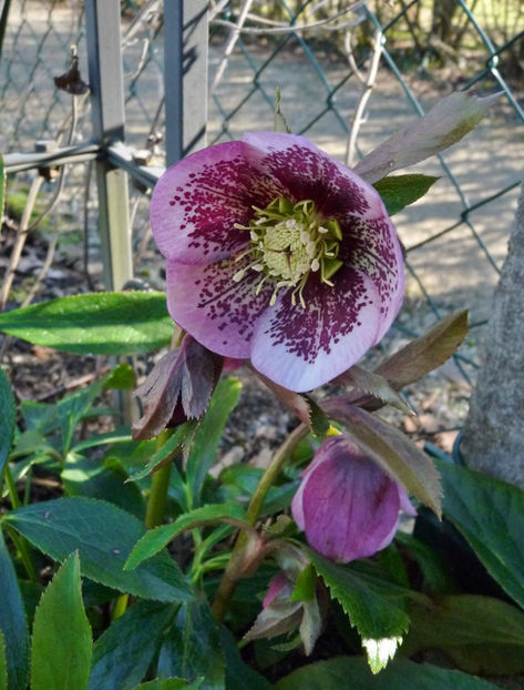  - Helleborus - Spanz