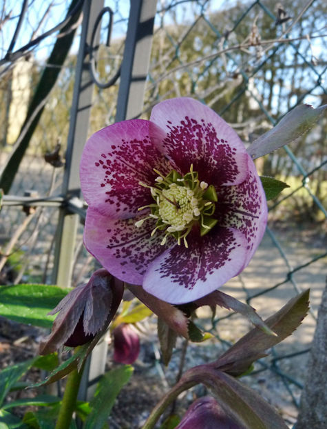  - Helleborus - Spanz