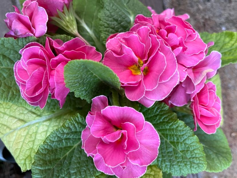 37CAC4E8-8CB1-4F77-A28E-FE416FBB6F07 - Primule 21 22 23 24