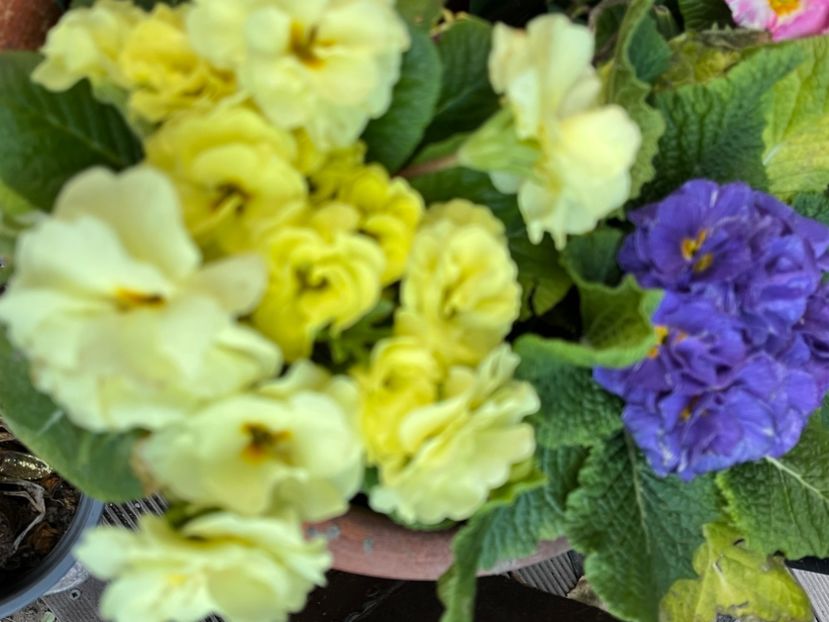 5889C6AB-8366-42D6-9571-3D580EF77621 - Primule 21 22 23 24