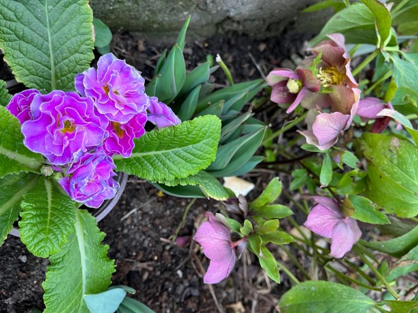 E8784C9F-985F-4A4B-BE43-386AA5B1FFE4 - Primule 21 22 23 24