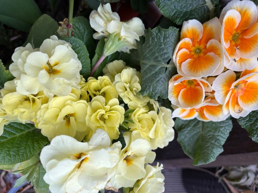 A5C8ECEB-78F6-49BD-9ED8-3A88D7DB2A3E - Primule 21 22 23 24