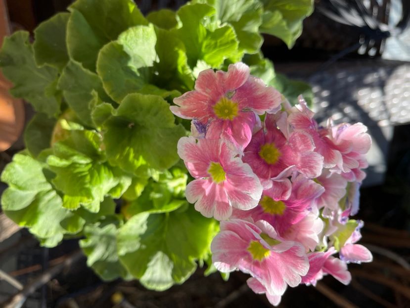 Primula obconica - Primule 21 22 23 24