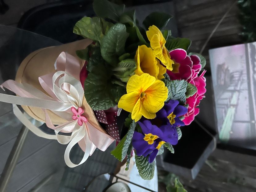 4748C6EC-7A29-4631-ADD1-6A9A92469A6E - Primule 21 22 23 24