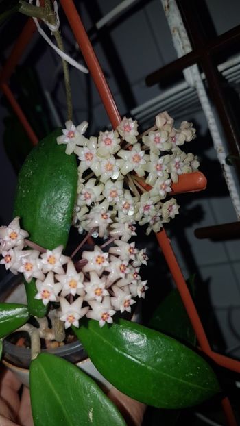 Parasitica si sp MAE SA -ruai - 0 hoya infloriri in grup