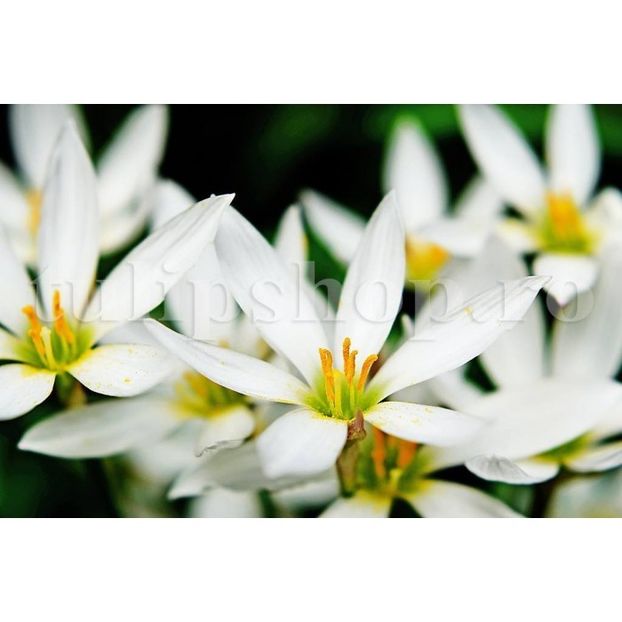 bulbi-zephyranthes-alba - 0 Dorinte implinite - 2022