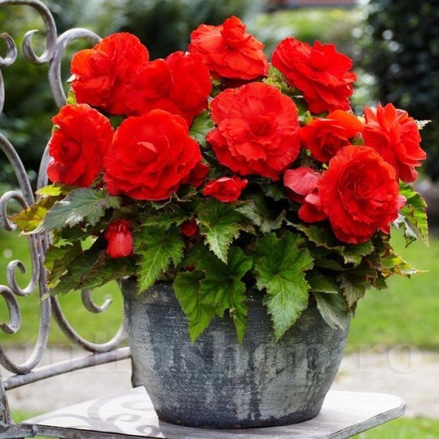 bulbi-begonia-superba-red- - 0 Dorinte implinite - 2022