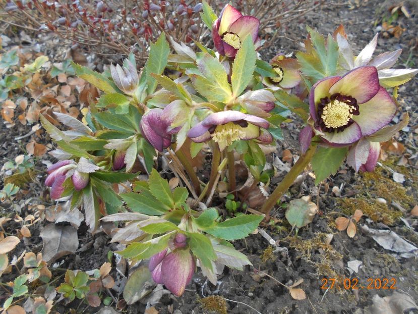  - 02 Iarna 2021-2022