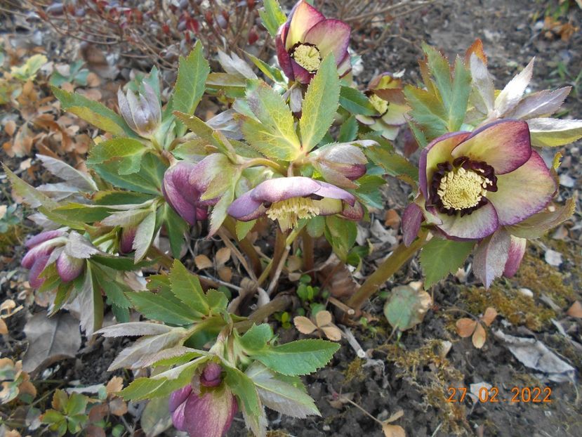  - 02 Azalee-rhododendroni-heleborusi-hortensii-hoste 2022
