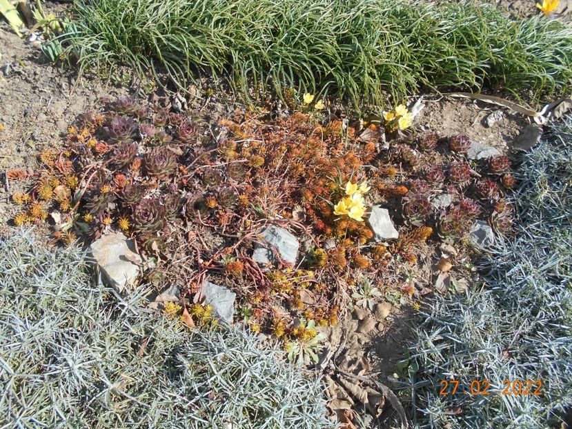  - 02 Iarna 2021-2022