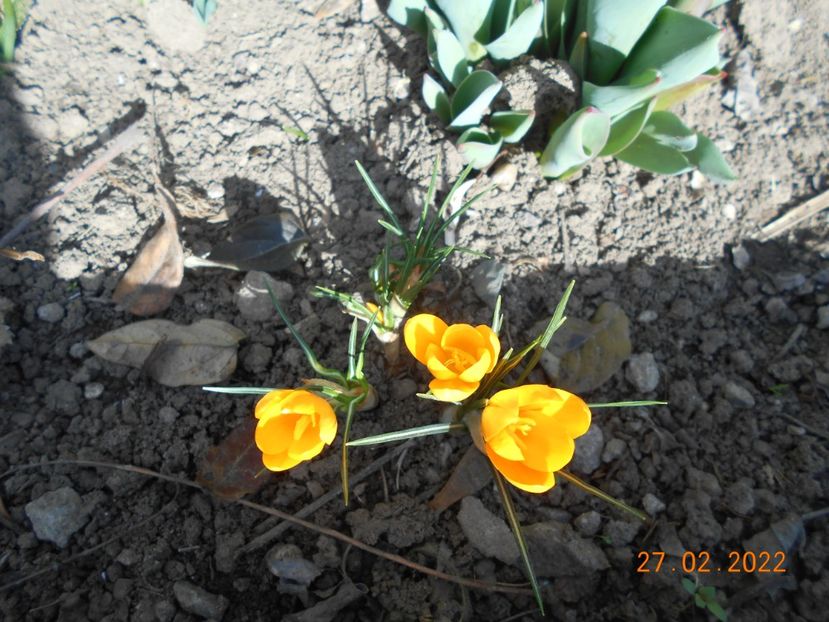  - 02 Iarna 2021-2022