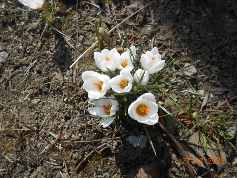  - 02 Iarna 2021-2022