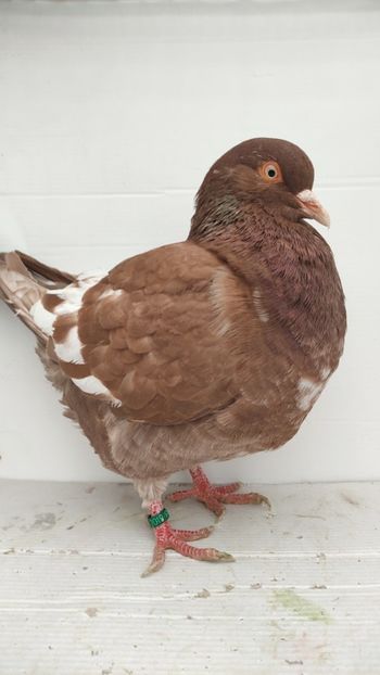 F 2021 vanduta - De vanzare kingi