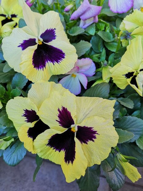 Panseluțe galbene - 0 0 2022