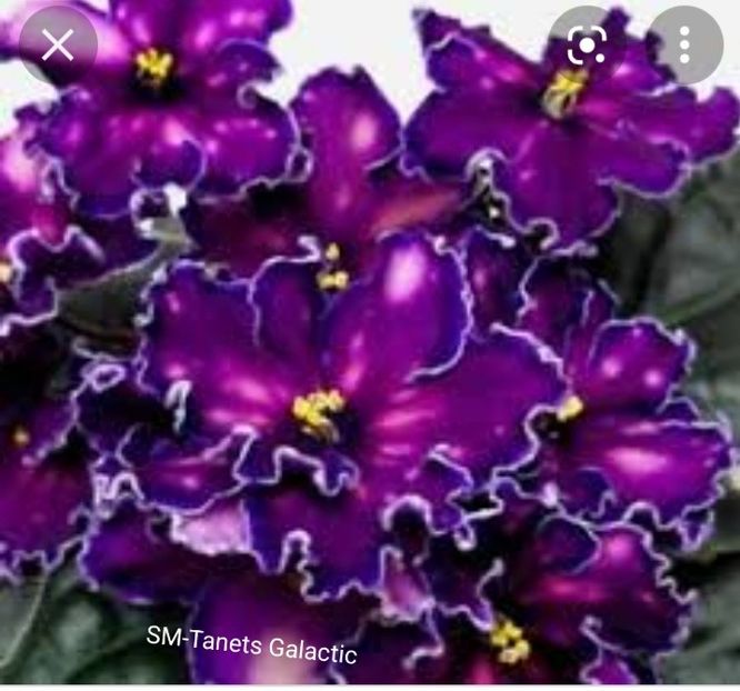 Screenshot_20220130-172226_Google - Violete in colectie 2021