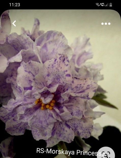 Screenshot_20220130-112303_Pinterest - Violete in colectie 2021