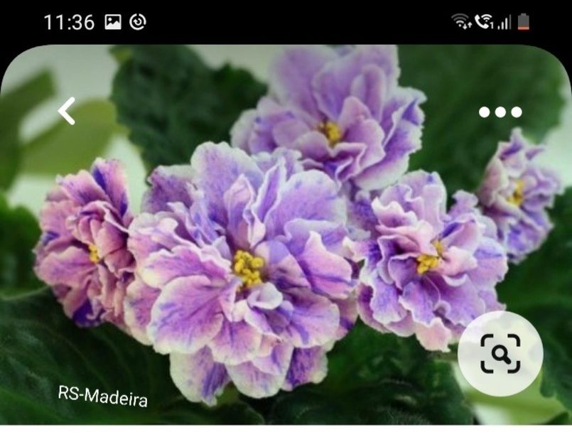 Screenshot_20220130-113646_Pinterest - Violete in colectie 2021
