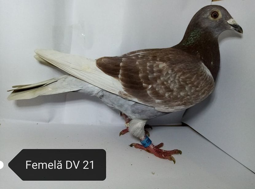  - Matca Voiajori de vanzare