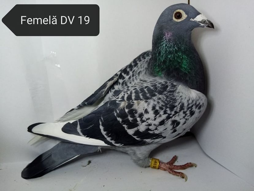  - Matca Voiajori de vanzare