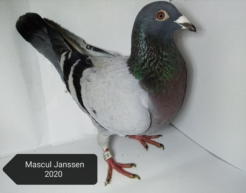  - Matca Voiajori de vanzare